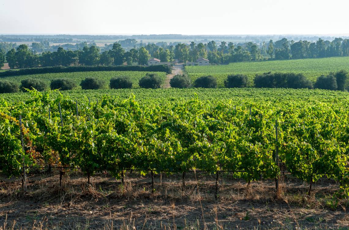 vigneti_DSC4277